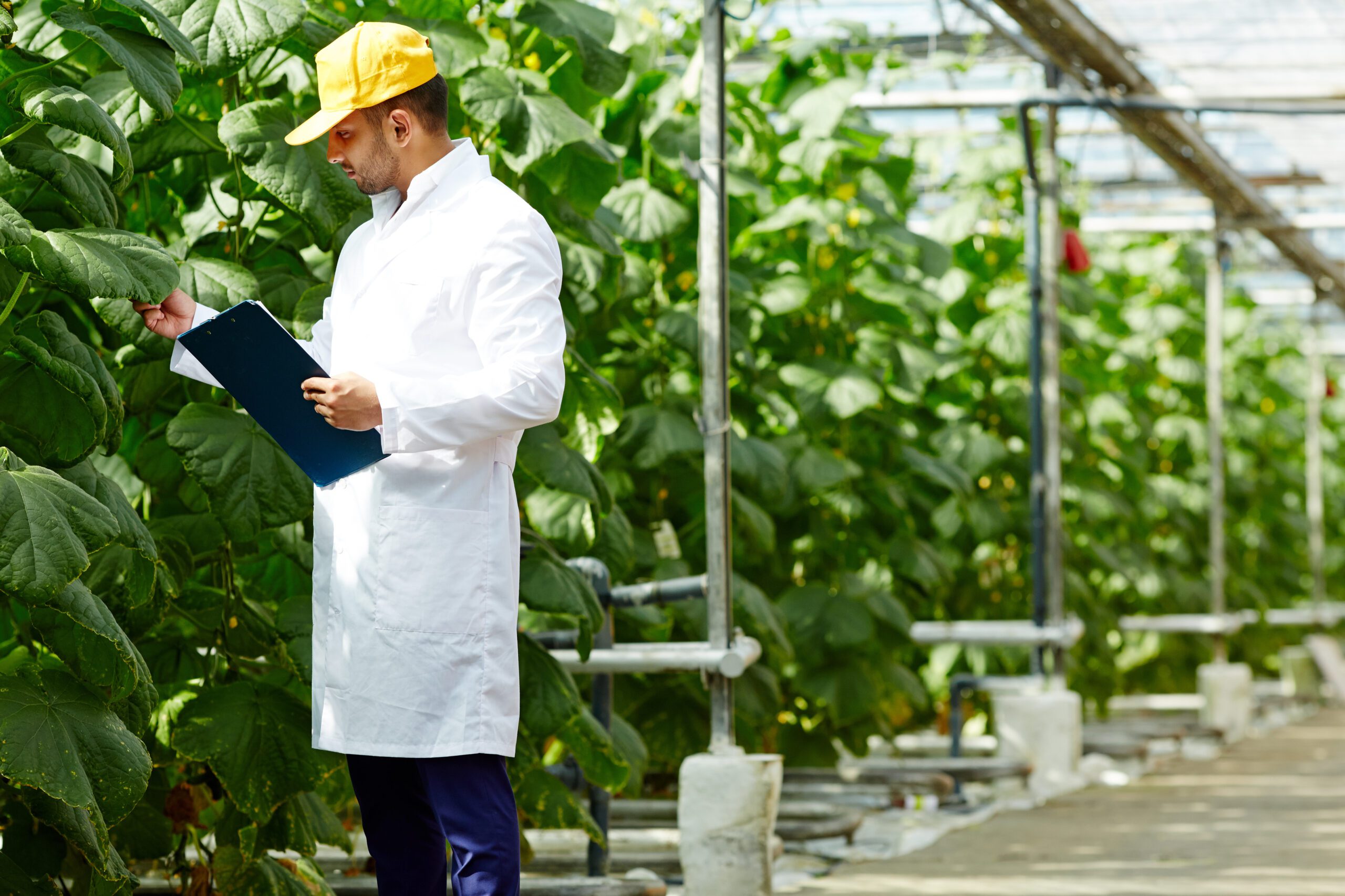 Considerable Reasons Why You Should Consider an MBA in Food & Agricultural Management